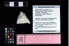 NHMW-GEO-2007z0149-0401_Ol_01.tifAmbulocapsa altilis (Robins, Feldmann & Schweitzer, 2013)  (NHMW-GEO-2007z0149-0401)